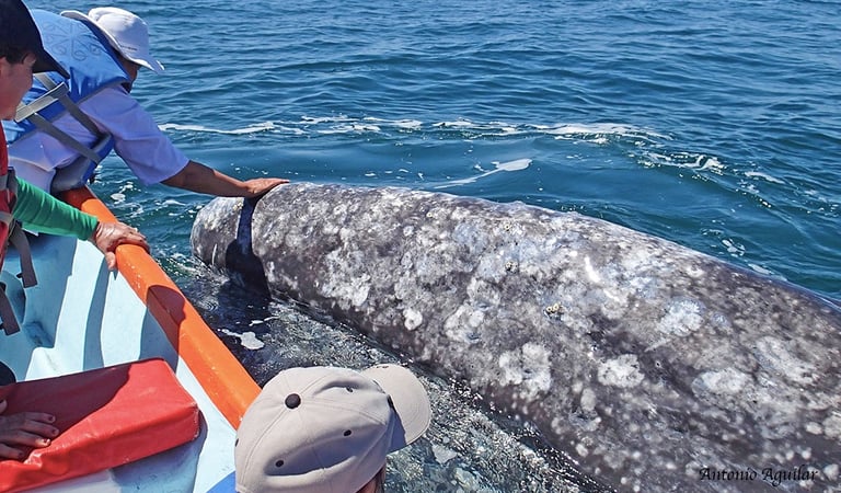 touching a whale in Baja, Mexico
