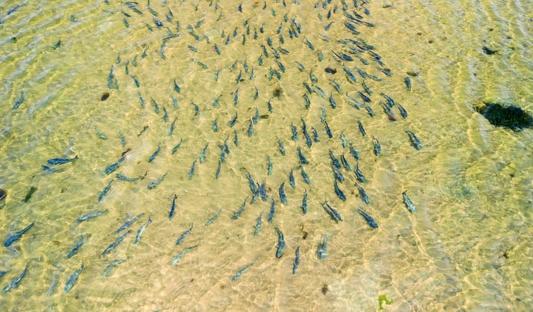 Bluefish flooded the flats
