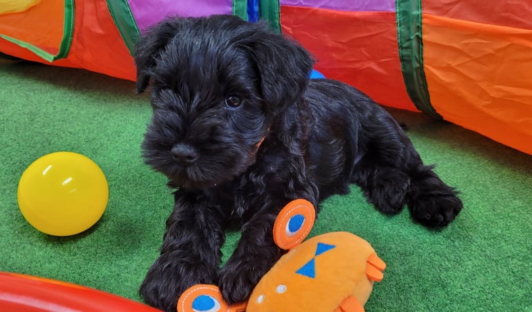 Viky des Diamants Noirs d'Also