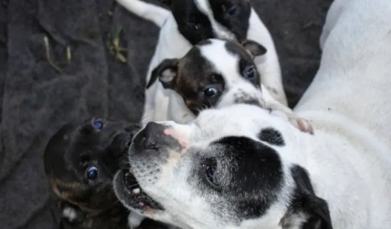 Inibizione del morso: Staffordshire Bull Terrier adulto e cuccioli in Sicilia.