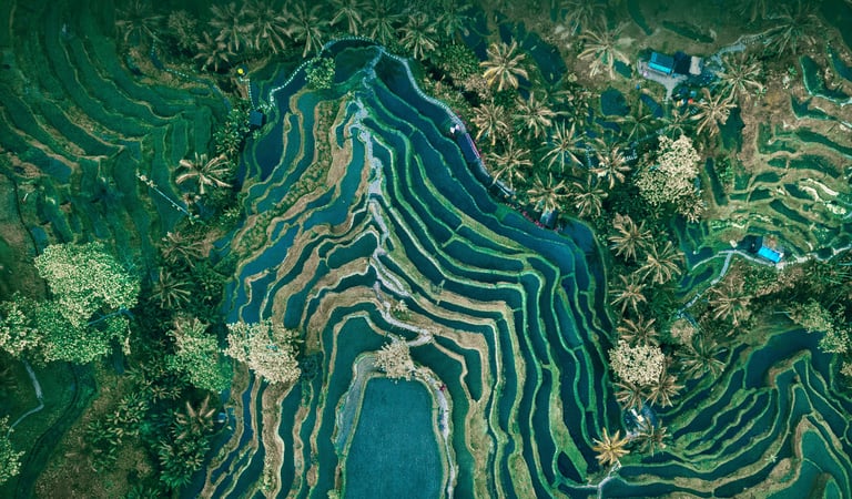Tegalalang Rice Terrace