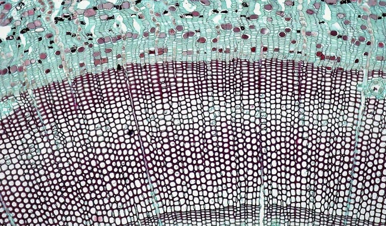 cells photo