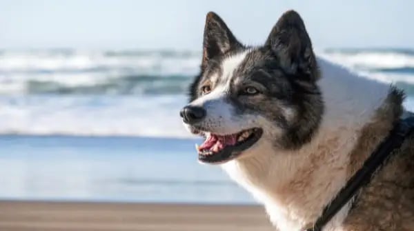 Best Dog-Friendly Rentals Anna Maria Island