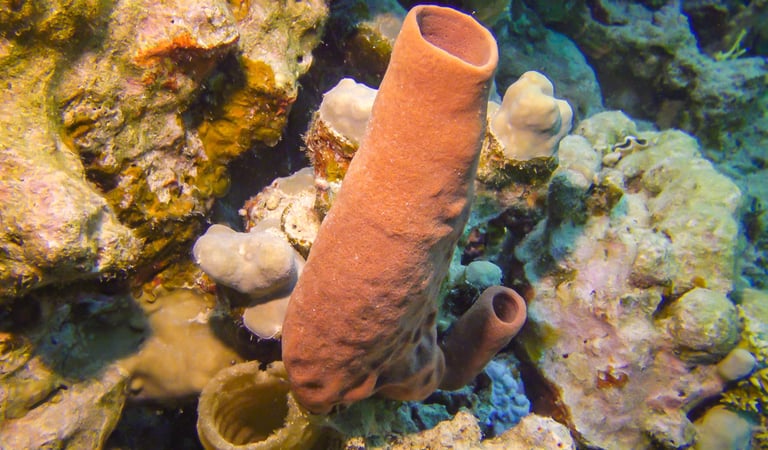 Sea sponge