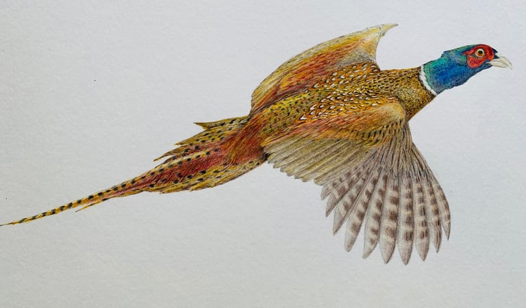 Pheasant