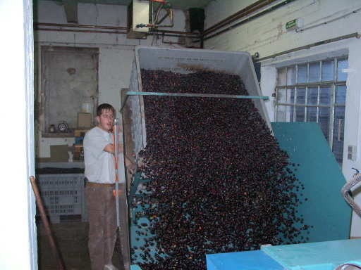 Processing the Olive Crop