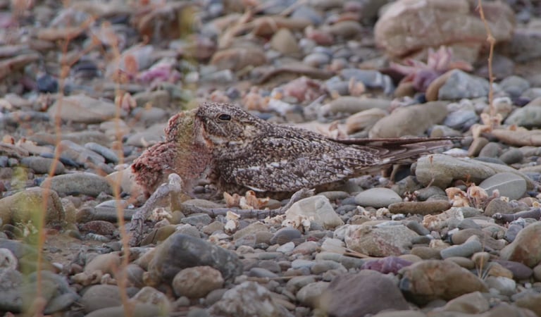 Lesser Nighthawk Documentary