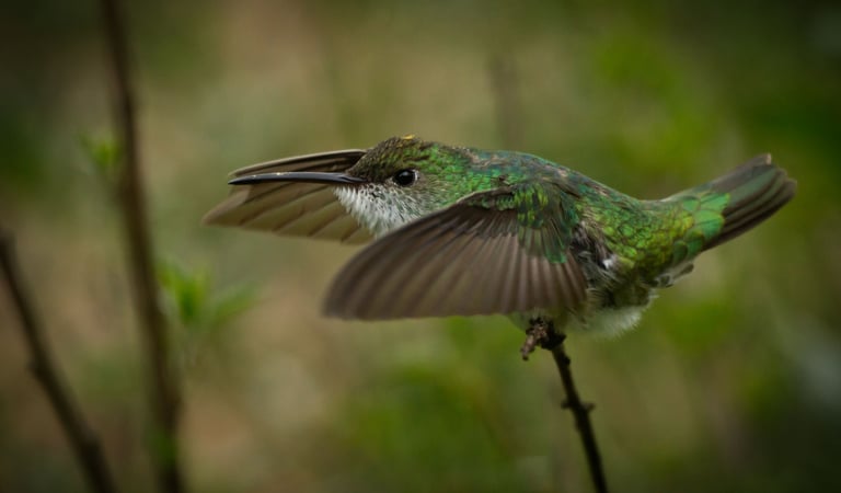 Photography Manu Reserved Natural Paradise 9 D/8N