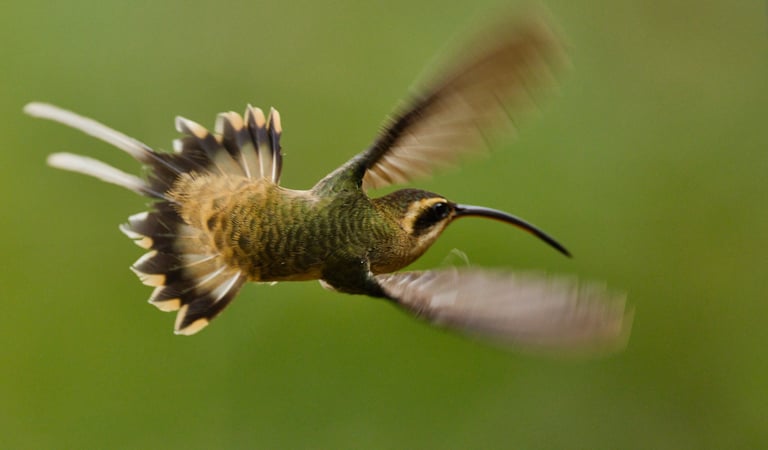 The bird in the image is a Long-billed Hermit