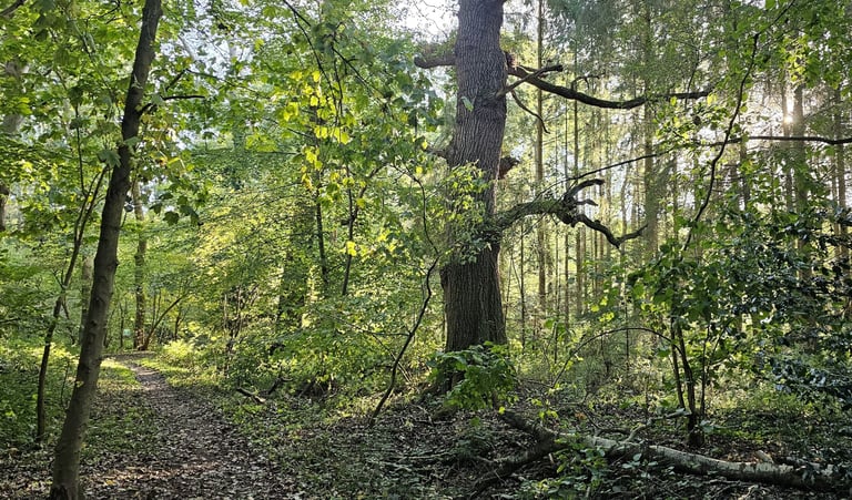 showing woodland scene in summer with large mature tree