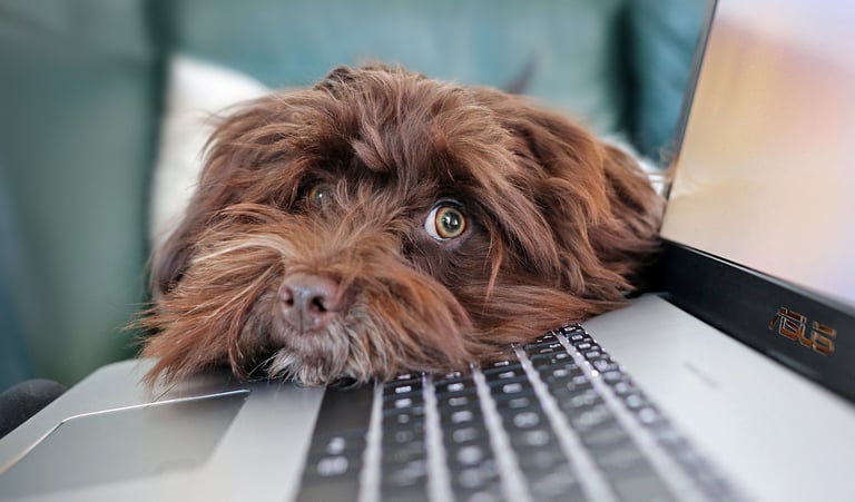 a dog is laying on a couch with a laptop