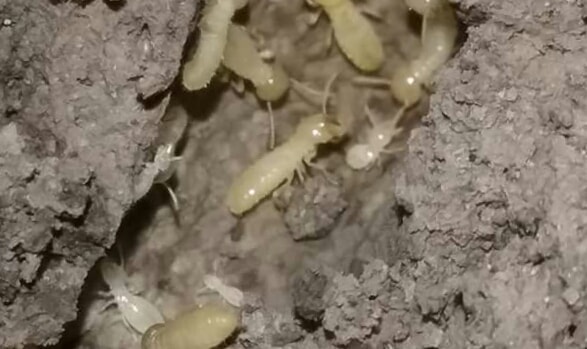 termite protection in auburn ga