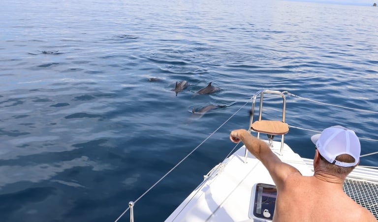 Dolphins swimming alongside catamaran during private ocean tour in Costa Rica