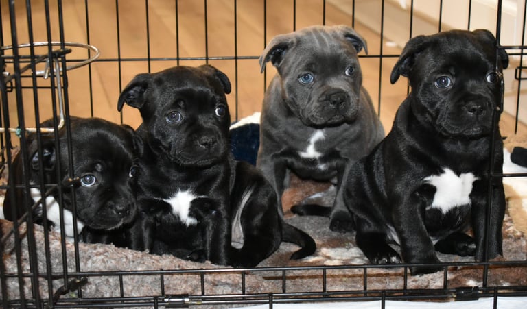 Quattro cuccioli Staffordshire Bull Terrier neri e blu abituati al kennel.
