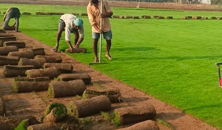 Natural lawn grass suppliers Visakhapatnam