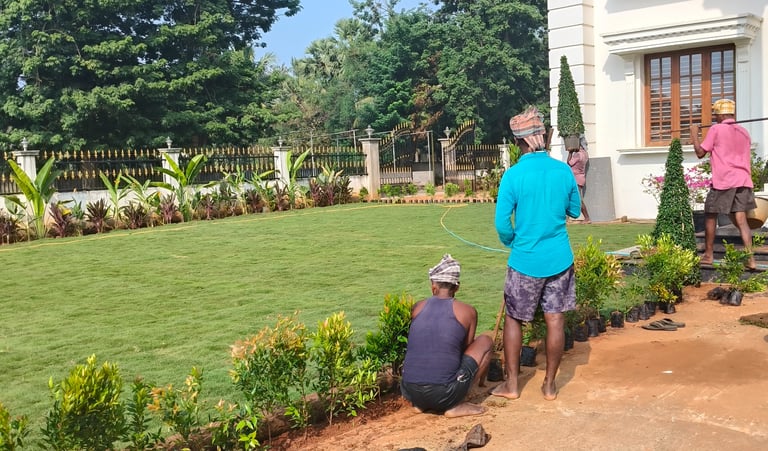 lawn grass installation in Kadiyam