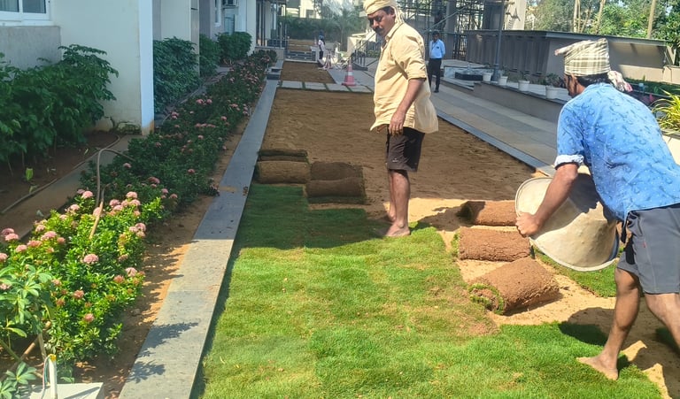 lawn grass suppliers in Rajahmundry