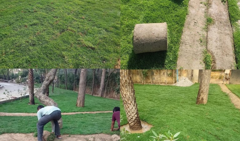 Lawn Grass Suppliers Kadiyam 