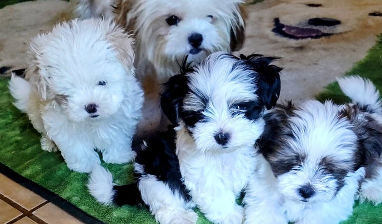 MalShi Mal Shi Mal-Shi Puppies