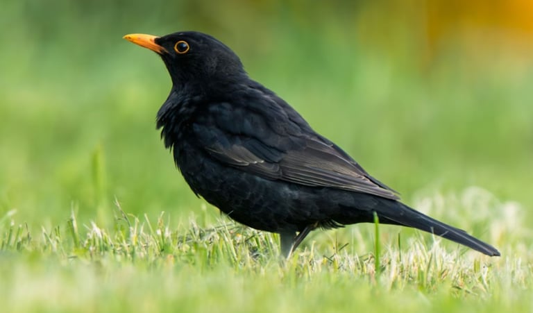 Beleidigte Amsel