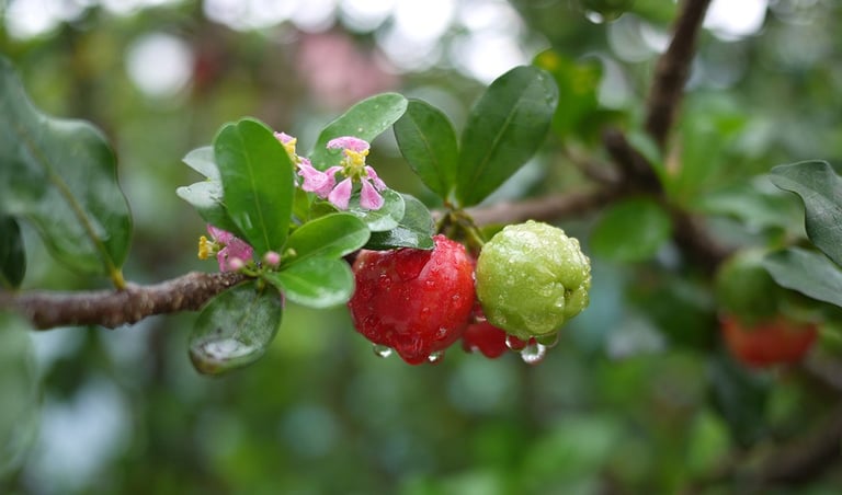 acerola