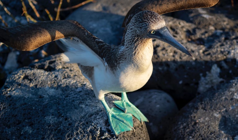 galapagos luxury travel meaningful responsible journeys crafted with purpose by local experts