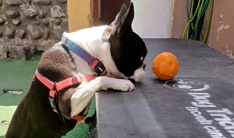 Evaluación de conducta canina