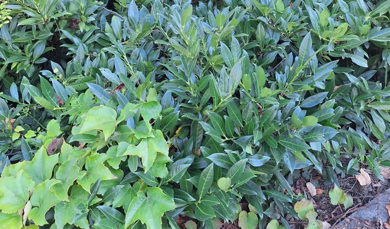 leafy shrubs growing together