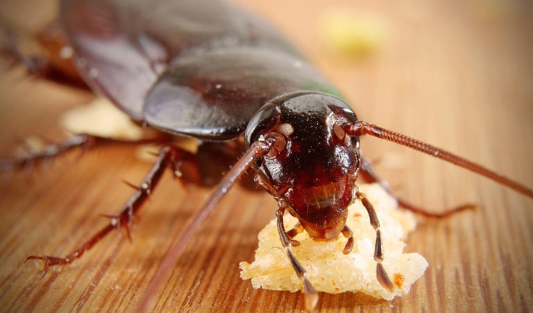 Cockroach Pest Control Service