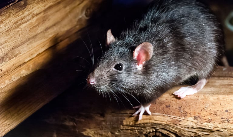 Rat Pest Control Service
