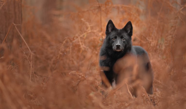 A black German Shepherd standing in a field of orange moody pet photography in Wakefield