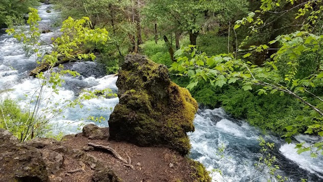 Eugene, OR - Tamolitch Falls roars down the McKenzie River seen from the trail