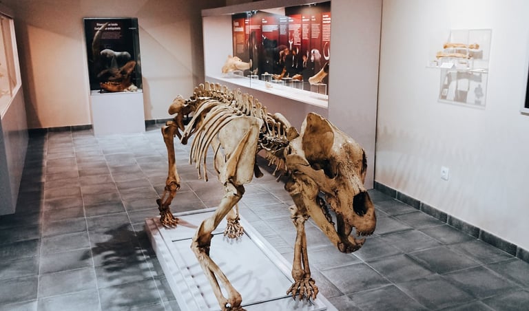Cave bear remains exposed in the Geological Museum of Quiroga. CC BY-NC-ND 4.0 Moncunill-Solé