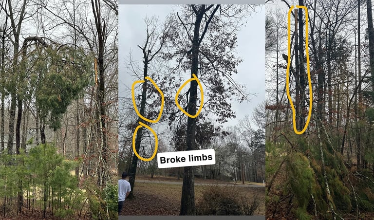 Before Rooted Brothers Tree Co did a job in Shiloh Falls close to Pickwick Lake