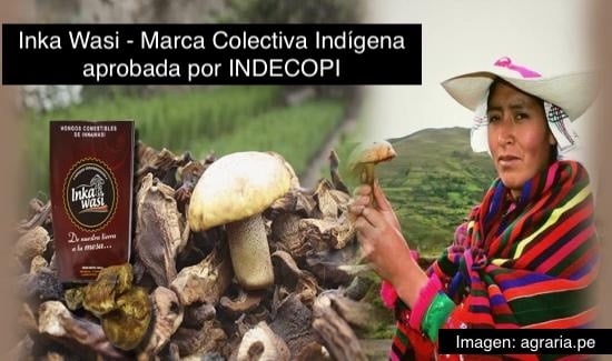 Inka Wasi indigenous collective brand edible mushrooms held by an Andean farmer in Peru.