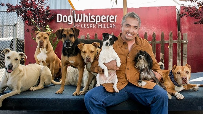 césar, l'homme qui parlait aux chiens