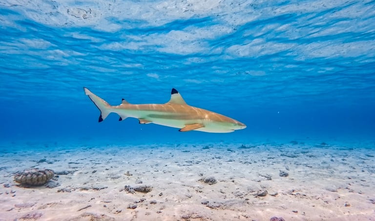 Conrad Resort Bora Bora snorkelling house reef