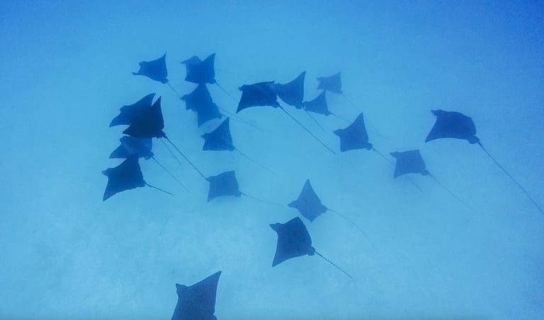Conrad Resort Bora Bora diving