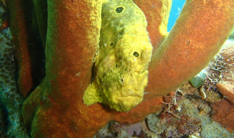 antennaire voyage france guadeloupe