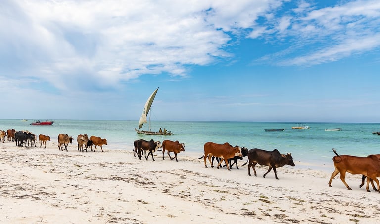Cows walking along the sandy beach during a scenic Zanzibar village tour, showcasing local wildlife and coastal beauty