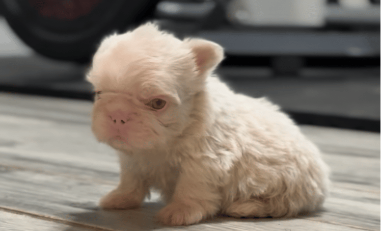 full fluffy visual pink floodle puppy teddy bear coat