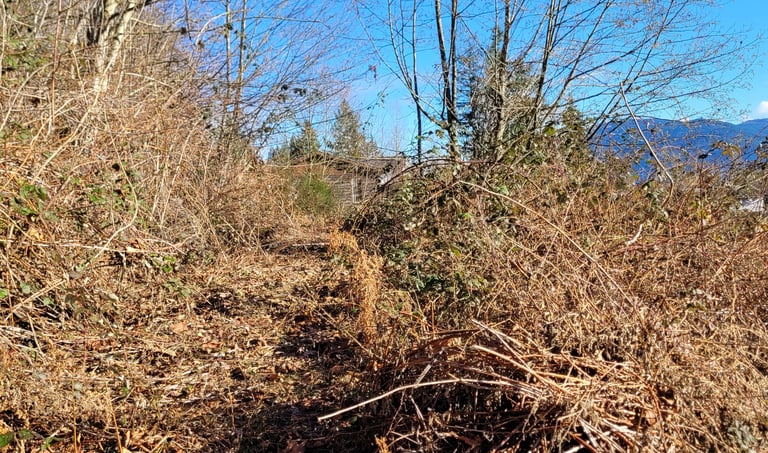 picture of a grass path over grown with blackberry bushes and other plants