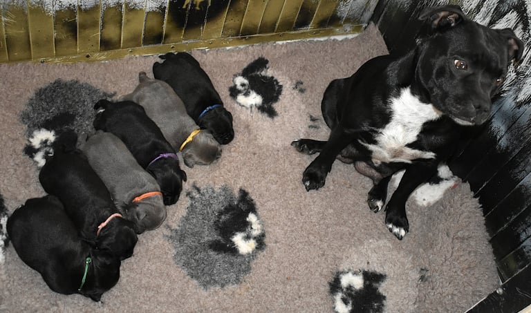 staffordshire bull terrier mamma e figli neri e blu