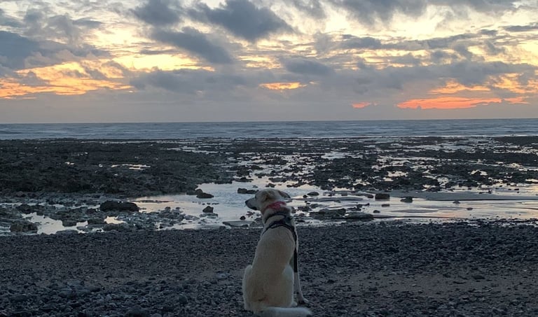 Nestor dit au revoir à la mer