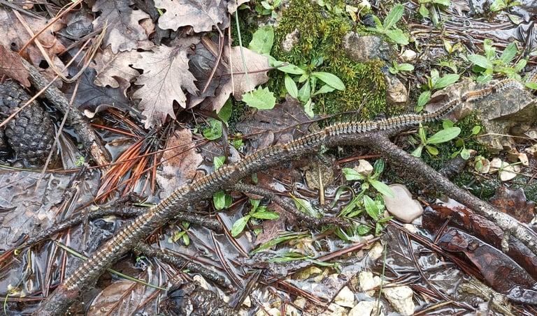These caterpillars process along a twig