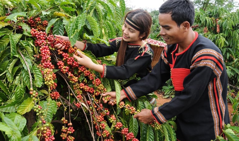 Hái lựa cà phê chín đỏ bằng tay
