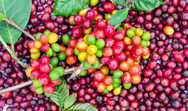 cà phê robusta chín mọng
