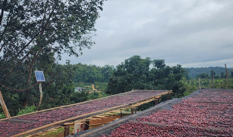 Trang trại cà phê Rovie Tây Nguyên