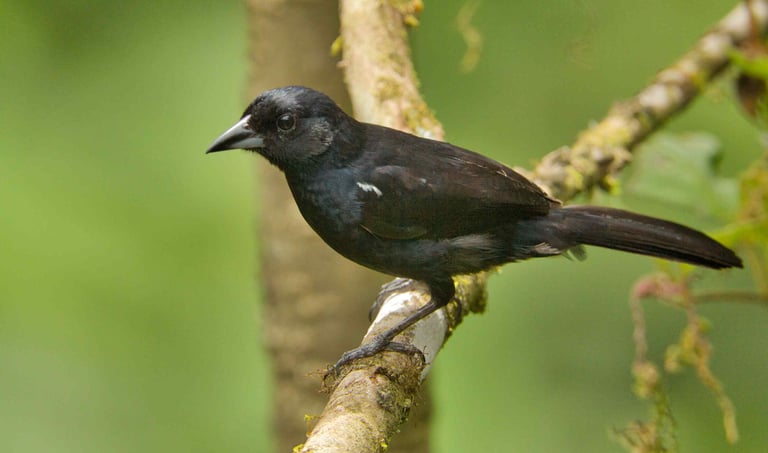 Birdwatching Abra Malaga Machu Picchu & Manu National Park 10 Days