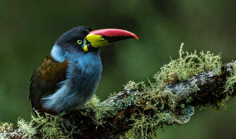 Birdwatching Abra Malaga Machu Picchu & Manu National Park 10 Days